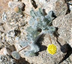 Trichoptilium incisum