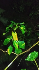 Capsicum annuum