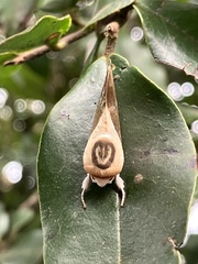 Westermannia argentea