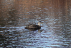 Anas rubripes × platyrhynchos