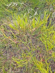 Acacia calamifolia
