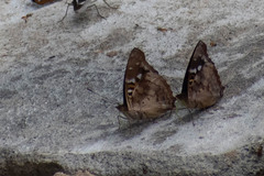 Doxocopa