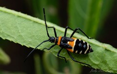 Aulacosternum nigrorubrum