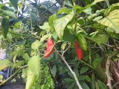 Capsicum