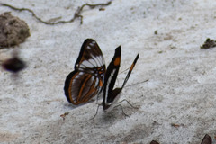 Adelpha epione