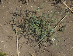 Vicia costata