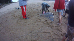 Myliobatis chilensis