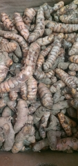 Zingiber officinale