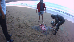 Myliobatis chilensis