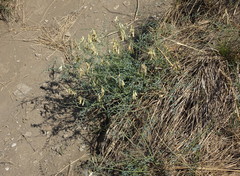 Vicia costata
