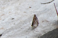 Doxocopa