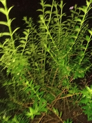 Buxus colchica