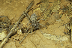 Mituliodon tarantulinus