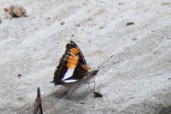 Doxocopa