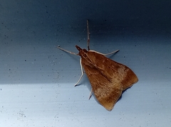 Uresiphita