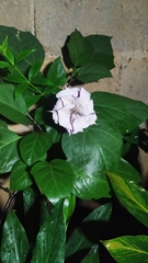 Datura metel