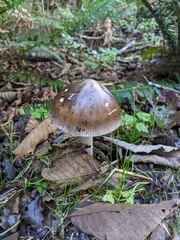 Amanita pachycolea