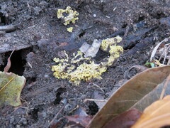 Trichoderma sulphureum