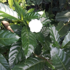 Tabernaemontana divaricata