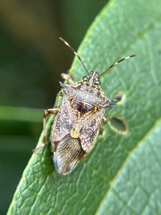 Eocanthecona furcellata