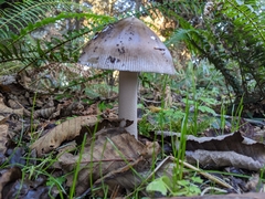 Amanita pachycolea