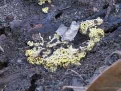 Trichoderma sulphureum