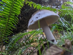 Amanita pachycolea