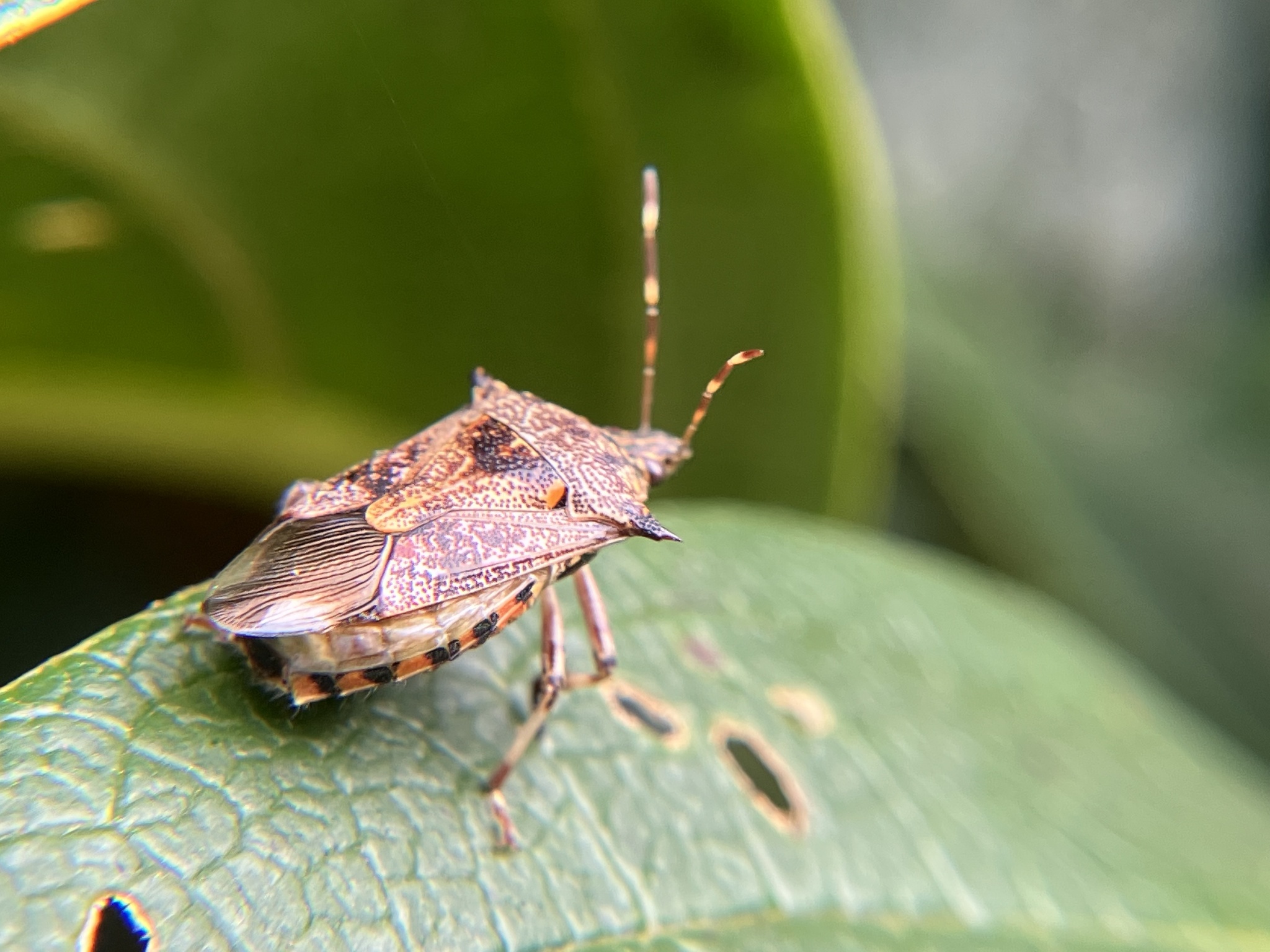 Eocanthecona furcellata (Wolff, 1811)