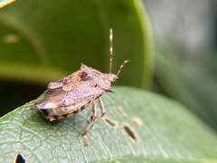 Eocanthecona furcellata