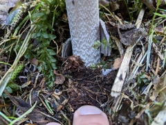 Amanita pachycolea
