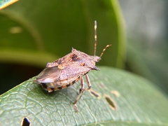 Eocanthecona furcellata