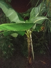 Musa