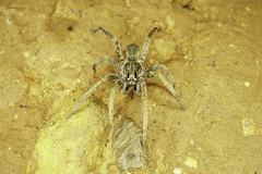 Mituliodon tarantulinus