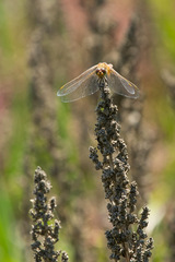 Erythrodiplax corallina