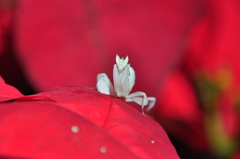 Hymenopus coronatus