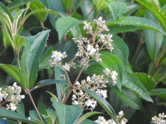 Miconia xalapensis