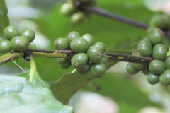 Coffea arabica