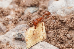 Pogonomyrmex maricopa