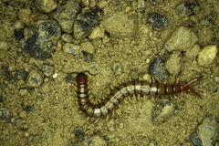 Cormocephalus
