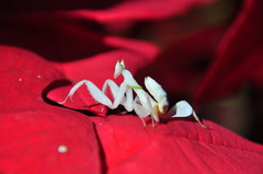 Hymenopus coronatus