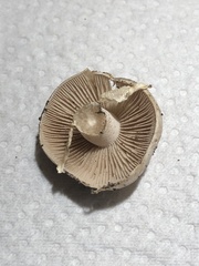 Hebeloma