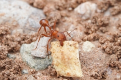 Pogonomyrmex maricopa