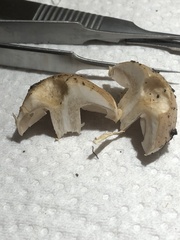 Hebeloma