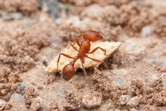 Pogonomyrmex maricopa