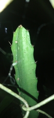 Acanthocereus tetragonus