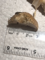Hebeloma