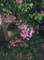 Bougainvillea glabra