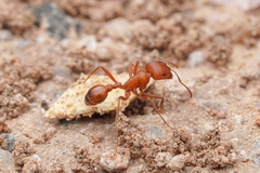 Pogonomyrmex maricopa