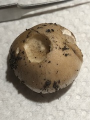Hebeloma