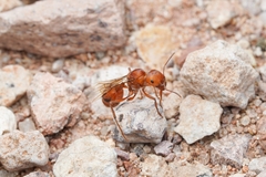 Pogonomyrmex maricopa